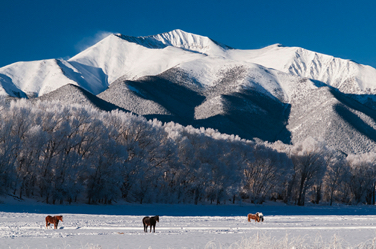 Frosty horses.jpg